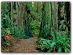 ANCIENTREDWOOD FORESTS