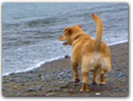 Click for more information on Noyo Beach - Off Leash Beach.